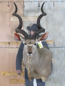 Nice Kudu Wall Ped TAXIDERMY