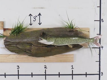 Very Nice Reproduction Chain Pickerel Fish on Natural Wood TAXIDERMY