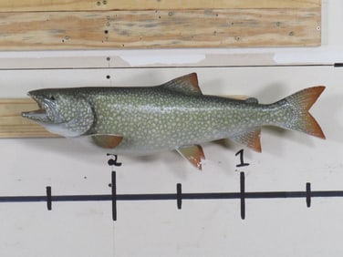Trout Fish Mt TAXIDERMY