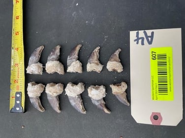 10 Grizzly bear rear claws, 1 1/4 to 1 3/4 inches long, great for crafts, log cabin taxidermy decor