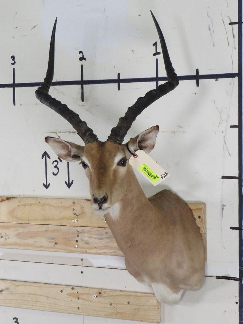Impala Sh Mt TAXIDERMY: TAXIDERMY