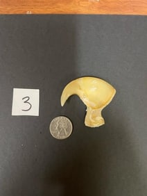 extra large African lion claw. 3 1/4 inches around the curve *TX RES ONLY*