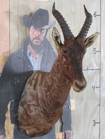 Tsessebe Sh Mt TAXIDERMY