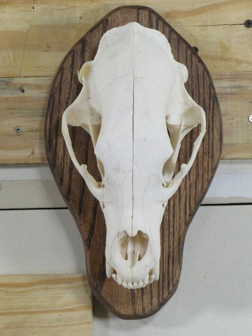 Nice Black Bear Skull on Plaque w/All Teeth TAXIDERMY: TAXIDERMY