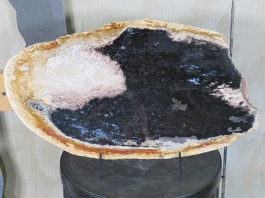 Beautiful Petrified Palm Slab/Slice (Indonesia) FOSSILIZED PALM