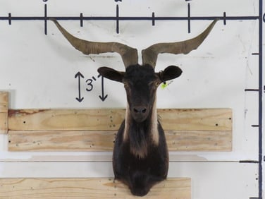 Spanish Goat Sh Mt TAXIDERMY