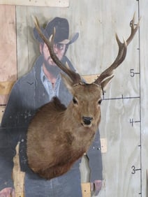 Sika Deer Sh Mt TAXIDERMY