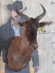 Tsessebe Sh Mt TAXIDERMY