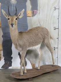 Lifesize Mountain Steenbok on Base TAXIDERMY