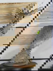 Steenbok Table Pedestal TAXIDERMY