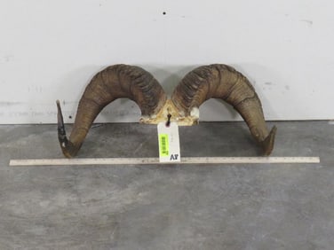 Dall Sheep Rack TAXIDERMY