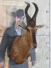 Red Hartebeest Sh Mt TAXIDERMY
