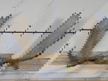 Mounted Moose Rack 47 1/4" Spread TAXIDERMY