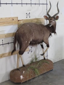 Lifesize Nyala on Base w/Wheels TAXIDERMY