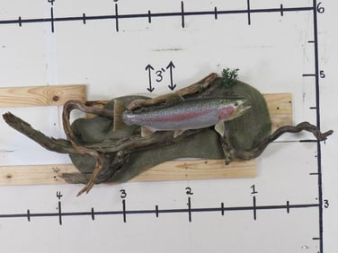 Very Nice Reproduction Rainbow Trout Fish on Natural Wood TAXIDERMY