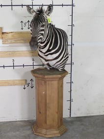 Beautiful Zebra Pedestal Mt TAXIDERMY