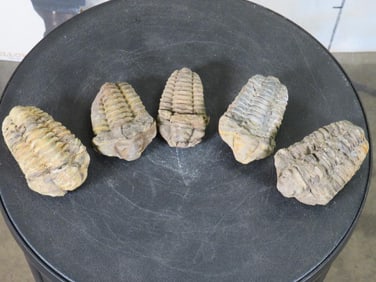 5 Natural Moroccan Tribal Fossil Specimens from Devonian Era ROCKS/FOSSILS/MINERALS