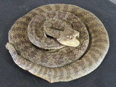 Lifesize Coiled Prairie Rattlesnake Showing Fangs TAXIDERMY