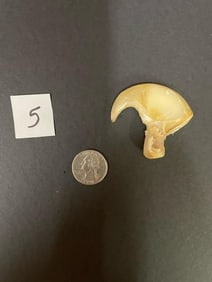 Extra large African lion claw. 3 inches around the curve *TX RES ONLY*