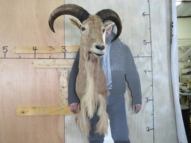 Aoudad Sh Mt TAXIDERMY