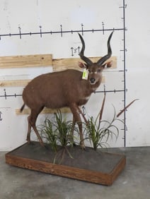 Nice Lifesize Sitatunga on Base TAXIDERMY