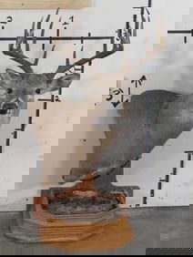 Nice Whitetail Pedestal Mt TAXIDERMY