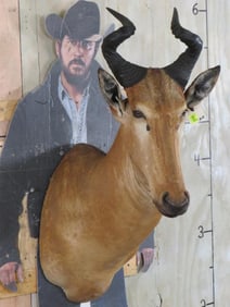 Lichtenstein Hartebeest Sh Mt TAXIDERMY