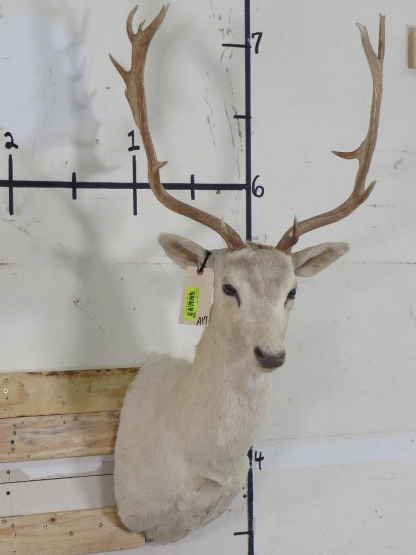 White Fallow Sh Mt TAXIDERMY (1 of 11)