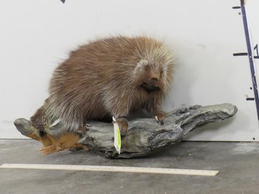 Lifesize Porcupine on Base TAXIDERMY