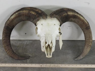 Nice Mouflon Sheep Skull w/All Teeth TAXIDERMY