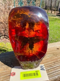 2 beautiful Amber encased Butterflys/Moths 7 1/2 inches tall X 5 1/2 inches wide not taxidermy