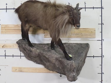 Lifesize Tahr on Base TAXIDERMY