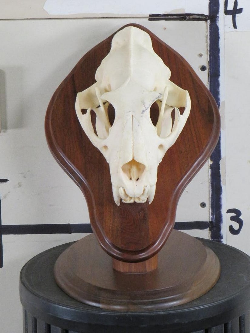 Nice XL Leopard Skull on Wood Pedestal *TX RES ONLY* TAXIDERMY (1 of 9)