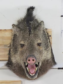 Javelina Sh Mt TAXIDERMY