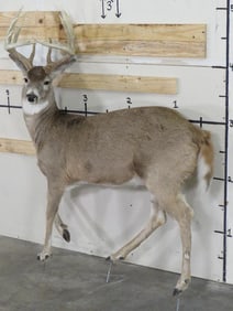 Nice Lifesize 14 PT Whitetail on Bolts TAXIDERMY