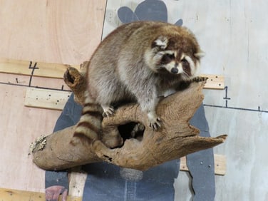 Lifesize Fat Coon on a Log, Nice Mount TAXIDERMY
