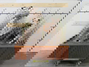 Very Nice Lifesize Double Fox w/Grouse Pedestal TAXIDERMY