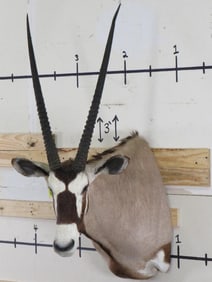 Nice Gemsbok Sh Mt TAXIDERMY
