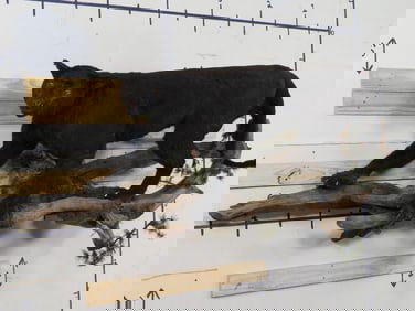 Lifesize Mountain Lion (Dyed Black) On Base "Black Panther" TAXIDERMY