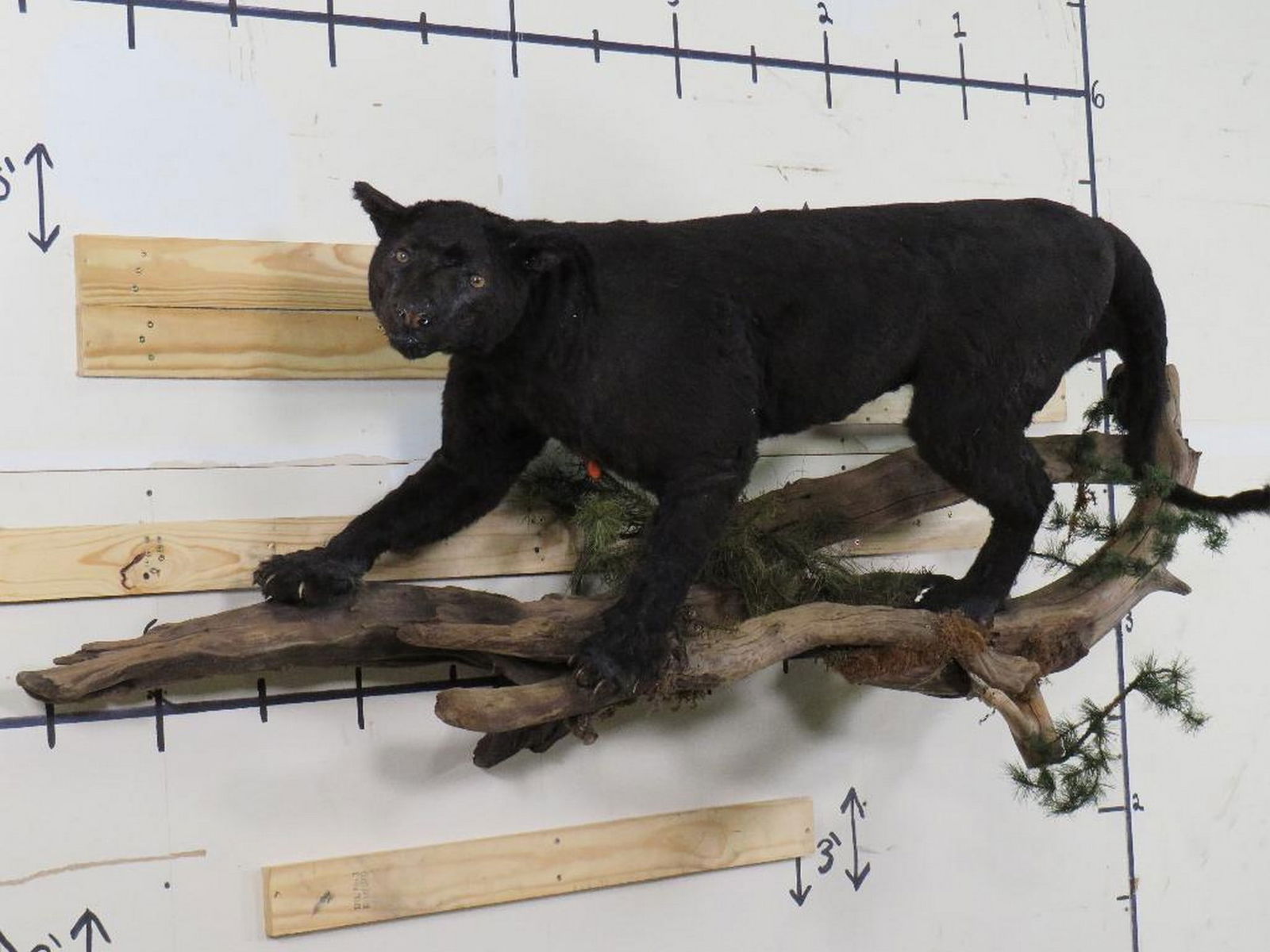 Lifesize Mountain Lion (Dyed Black) On Base "Black Panther" TAXIDERMY: Approx 6'8"Lx3'W