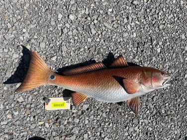 Beautiful Repro Red fish, NIB, about 29 inches long excellent fish taxidermy , sportsman decor