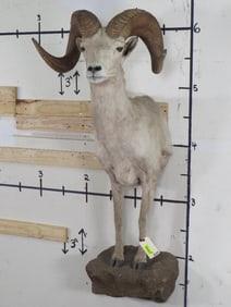 1/2 Body Mongolian/Gobi Argali Mt *TX RES ONLY* TAXIDERMY
