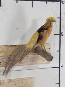 Lifesize Golden Pheasant aka Chinese Pheasant on Limb TAXIDERMY EXOTIC BIRDS