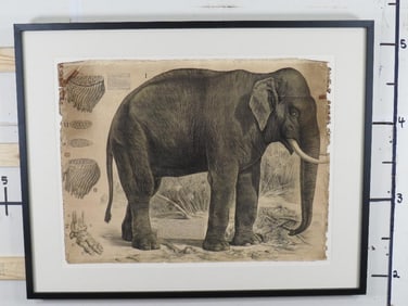 Very Big Print of Old Spanish Educational Zoology Poster ART PRINT