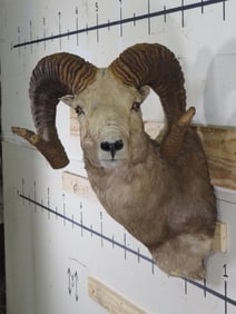 Big Argali Sheep Sh Mt TAXIDERMY