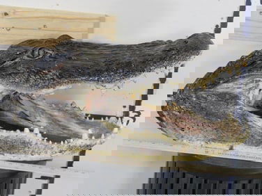 New XL Alligator Head TAXIDERMY