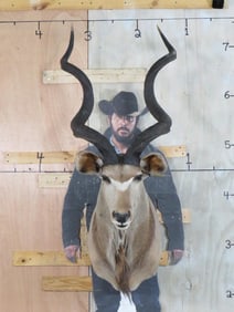 Kudu Sh Mt TAXIDERMY