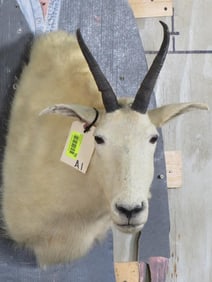 Mountain Goat Sh Mt TAXIDERMY