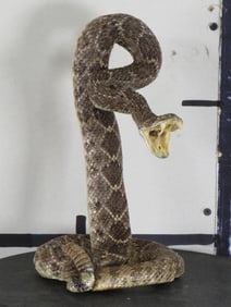 Lifesize Striking Rattlesnake "Western Diamondback" TAXIDERMY