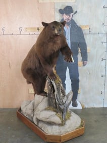 Lifesize Cinnamon Phase Black Bear on Base TAXIDERMY